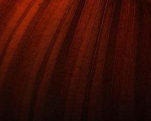 Preview wallpaper leaf, stripes, macro, brown, dark