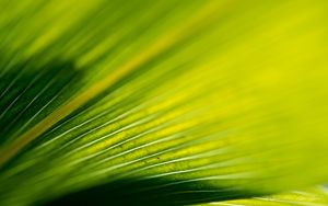 Preview wallpaper leaf, stripes, macro, green, yellow