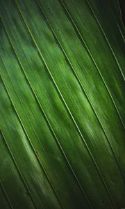 Preview wallpaper leaf, stripes, macro, texture, surface, green