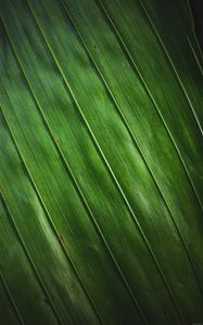 Preview wallpaper leaf, stripes, macro, texture, surface, green