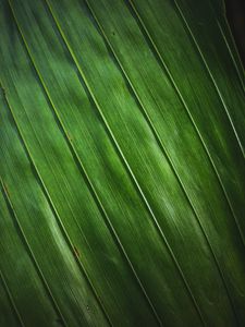 Preview wallpaper leaf, stripes, macro, texture, surface, green