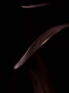 Preview wallpaper leaf, stripes, macro, dark, brown