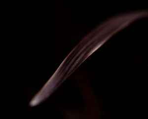 Preview wallpaper leaf, stripes, macro, dark, brown