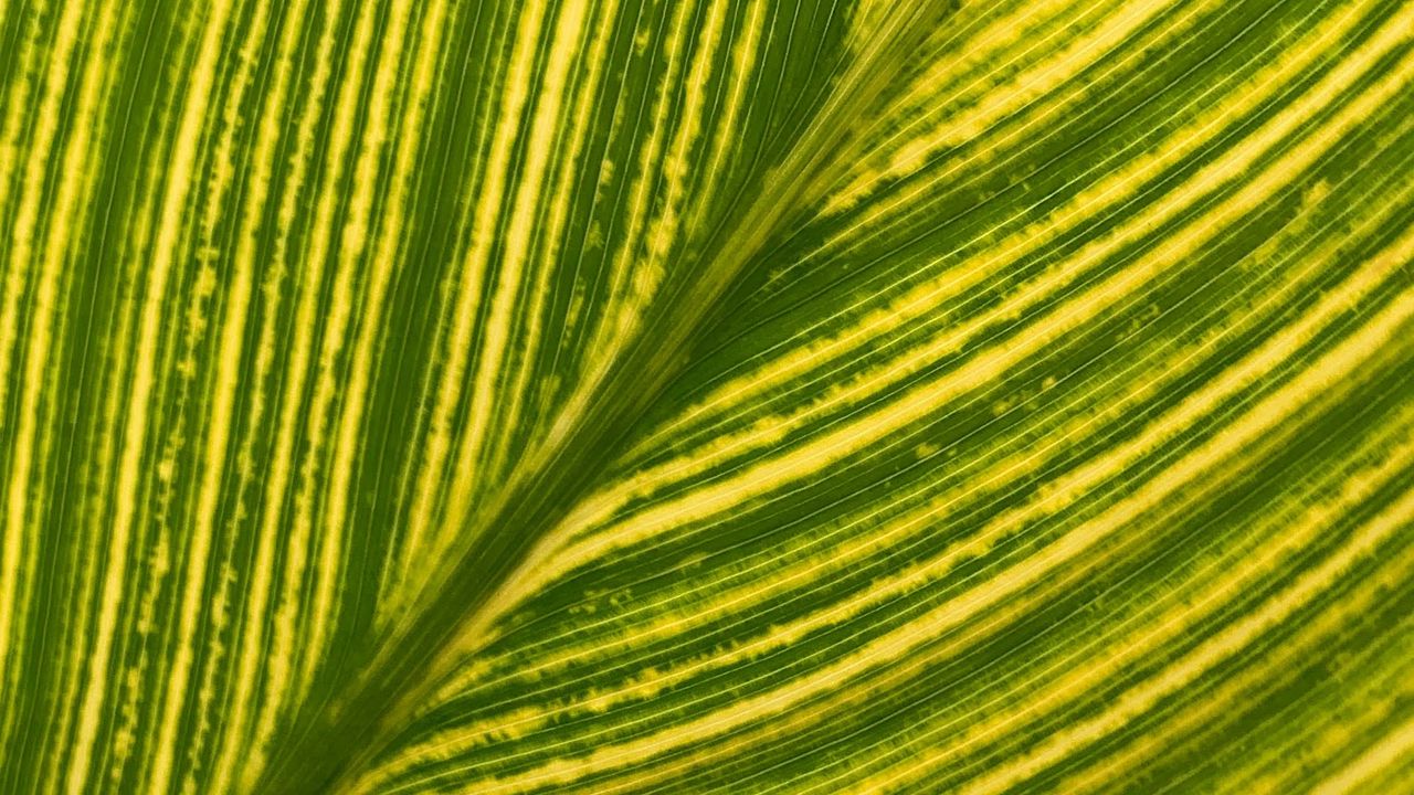 Wallpaper leaf, stripes, macro, green, bright