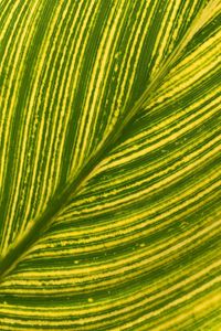 Preview wallpaper leaf, stripes, macro, green, bright