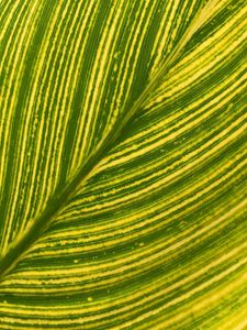 Preview wallpaper leaf, stripes, macro, green, bright