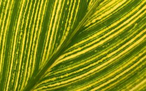 Preview wallpaper leaf, stripes, macro, green, bright