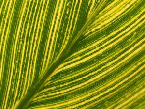 Preview wallpaper leaf, stripes, macro, green, bright