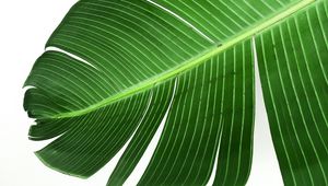 Preview wallpaper leaf, stripes, macro, green, minimalism