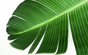 Preview wallpaper leaf, stripes, macro, green, minimalism