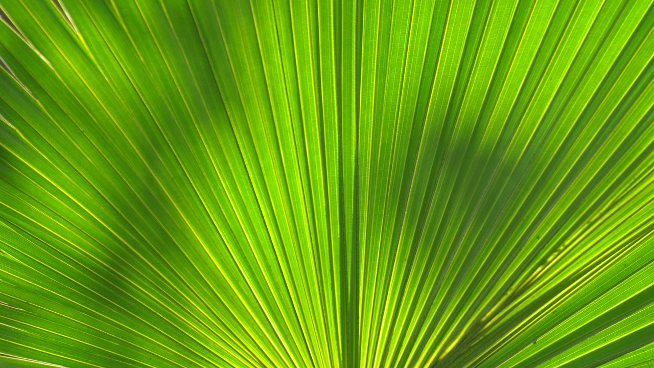 Wallpaper leaf, stripes, palm tree, veins hd, picture, image