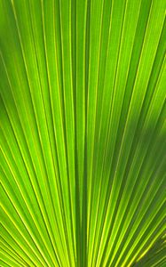 Preview wallpaper leaf, stripes, palm tree, veins