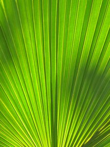 Preview wallpaper leaf, stripes, palm tree, veins