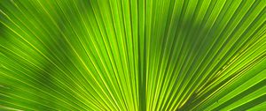 Preview wallpaper leaf, stripes, palm tree, veins