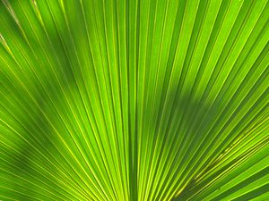 Preview wallpaper leaf, stripes, palm tree, veins