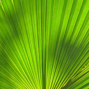 Preview wallpaper leaf, stripes, palm tree, veins