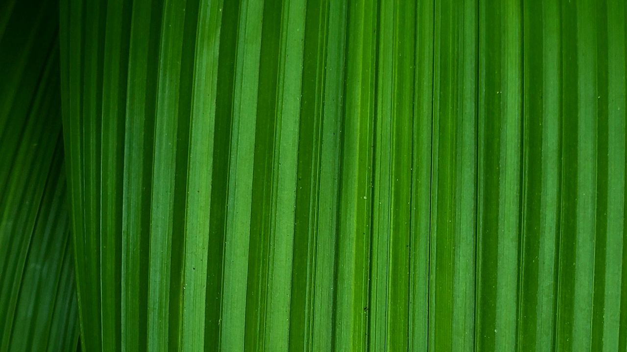 Wallpaper leaf, stripes, plant, macro, green