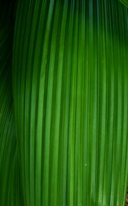 Preview wallpaper leaf, stripes, plant, macro, green