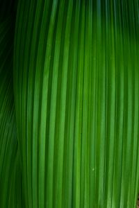 Preview wallpaper leaf, stripes, plant, macro, green