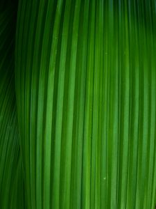 Preview wallpaper leaf, stripes, plant, macro, green