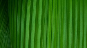 Preview wallpaper leaf, stripes, plant, macro, green