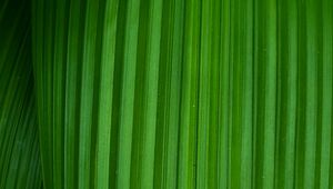 Preview wallpaper leaf, stripes, plant, macro, green
