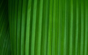 Preview wallpaper leaf, stripes, plant, macro, green