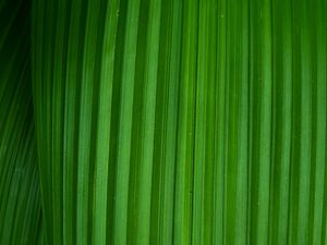 Preview wallpaper leaf, stripes, plant, macro, green