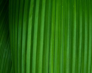 Preview wallpaper leaf, stripes, plant, macro, green