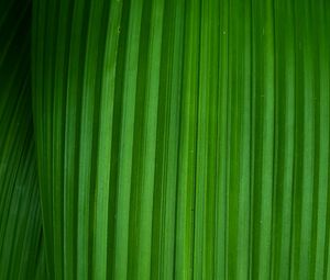 Preview wallpaper leaf, stripes, plant, macro, green