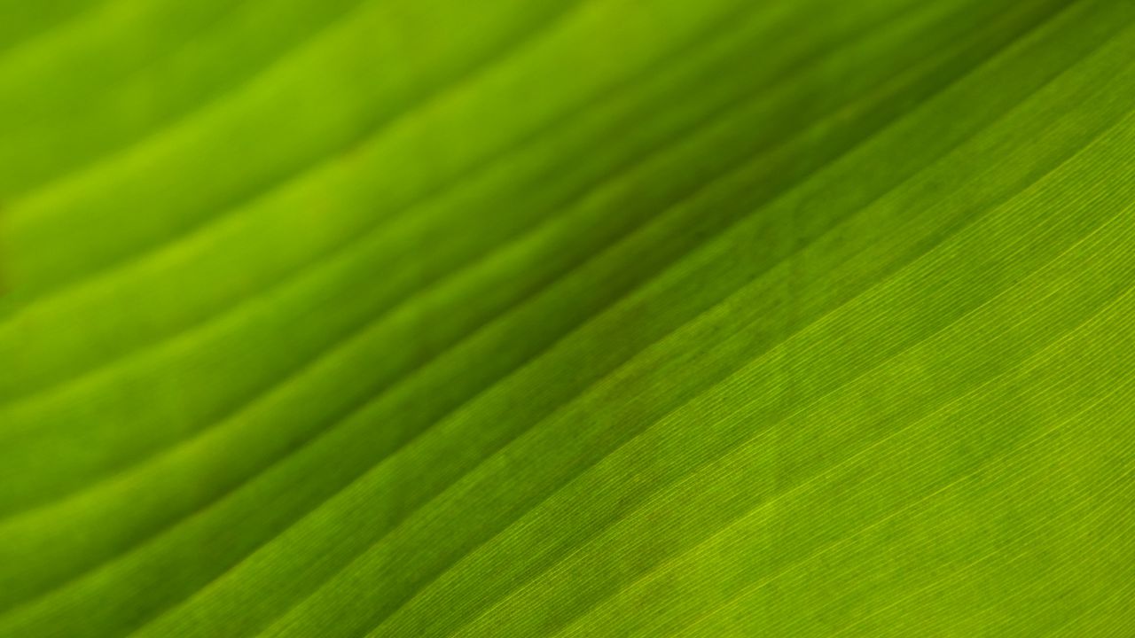 Wallpaper leaf, stripes, relief, green, macro