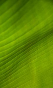 Preview wallpaper leaf, stripes, relief, green, macro