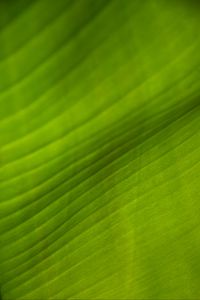 Preview wallpaper leaf, stripes, relief, green, macro