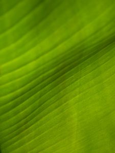 Preview wallpaper leaf, stripes, relief, green, macro