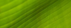 Preview wallpaper leaf, stripes, relief, green, macro
