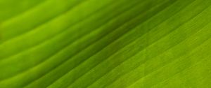 Preview wallpaper leaf, stripes, relief, green, macro