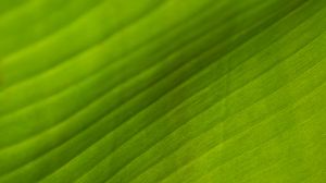 Preview wallpaper leaf, stripes, relief, green, macro