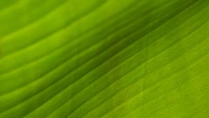 Preview wallpaper leaf, stripes, relief, green, macro