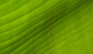 Preview wallpaper leaf, stripes, relief, green, macro