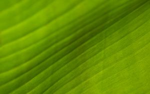 Preview wallpaper leaf, stripes, relief, green, macro