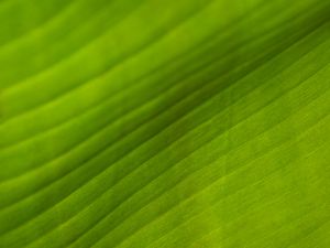 Preview wallpaper leaf, stripes, relief, green, macro