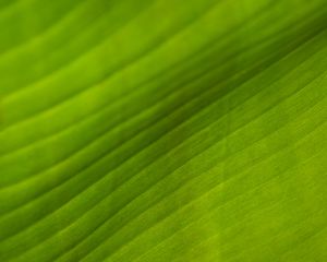Preview wallpaper leaf, stripes, relief, green, macro
