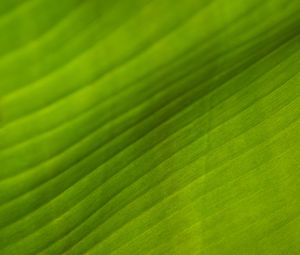 Preview wallpaper leaf, stripes, relief, green, macro