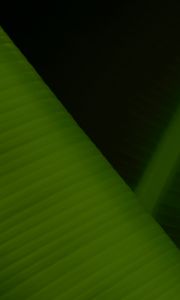 Preview wallpaper leaf, stripes, relief, macro, green