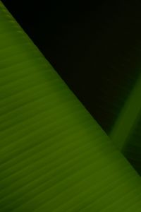 Preview wallpaper leaf, stripes, relief, macro, green