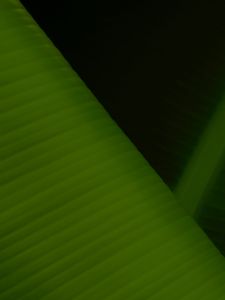 Preview wallpaper leaf, stripes, relief, macro, green