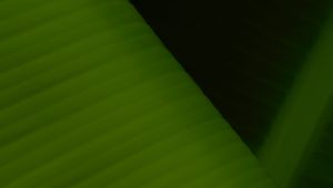Preview wallpaper leaf, stripes, relief, macro, green