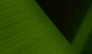 Preview wallpaper leaf, stripes, relief, macro, green