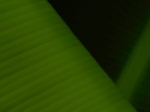 Preview wallpaper leaf, stripes, relief, macro, green