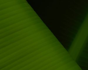 Preview wallpaper leaf, stripes, relief, macro, green